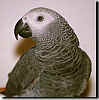 Congo African Grey - Click for more info.