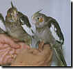 Normal Grey Cockatiels at 7 weeks