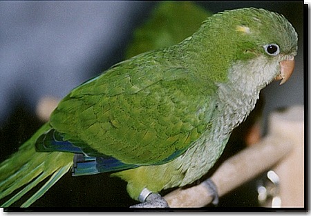http://www.parrotpages.com/cncaviary/images/quaker.jpg