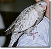 Whiteface Cinnamon Pearl Cockatiel at 6 weeks